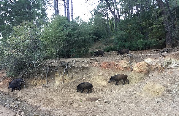 Alojamiento Las Encinas  Arroyo Frio - La Iruela Arroyo frio 